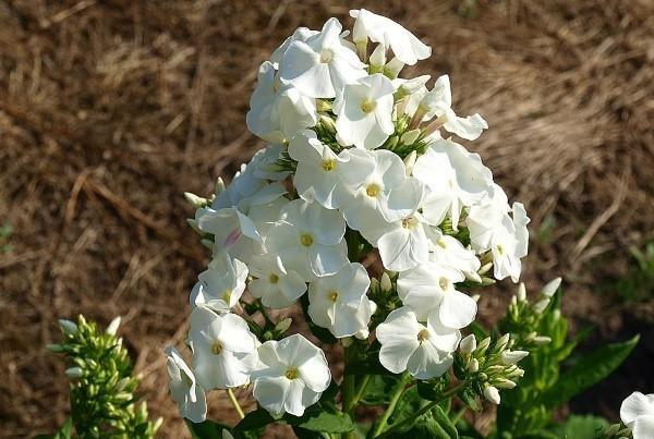 Phlox de floración tardía