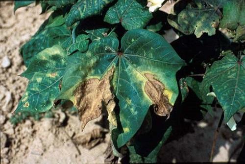 marchitamiento por fusarium