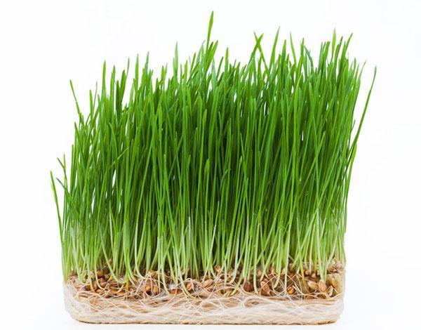 germen de trigo verde