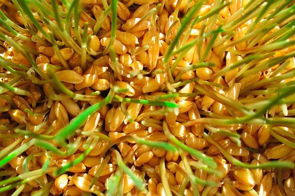 trigo germinado listo para comer