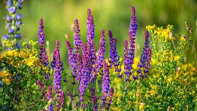 les plantes médicinales sont en fleurs