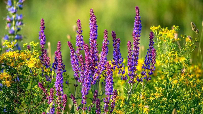 las plantas medicinales están en flor