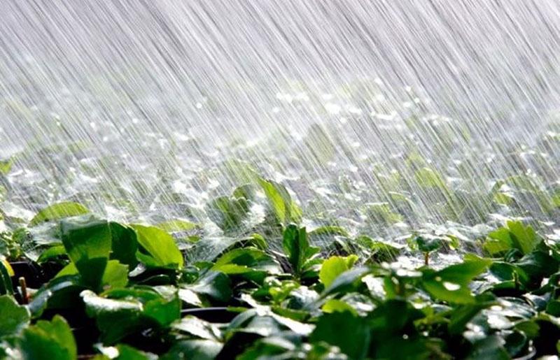pluie battante