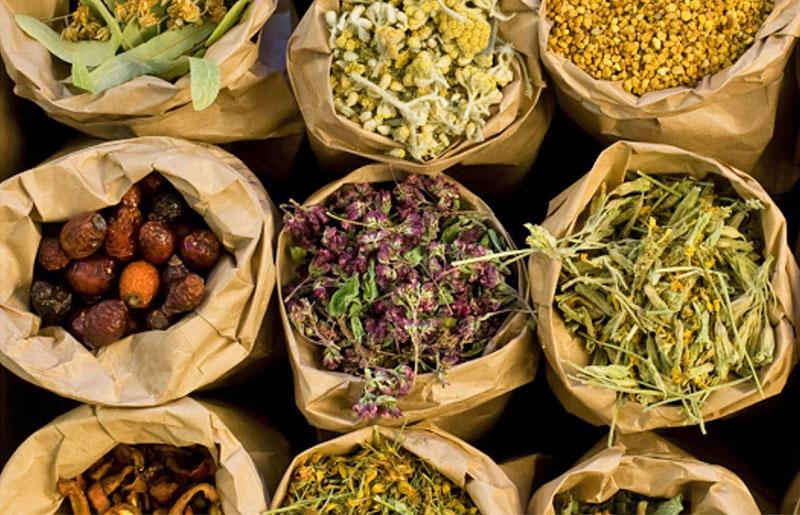 herbes médicinales récoltées