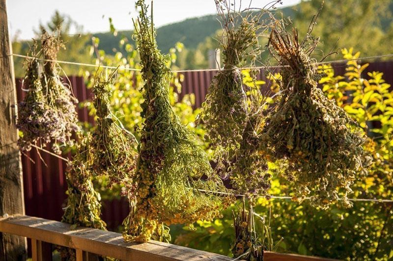 herbes médicinales sèches