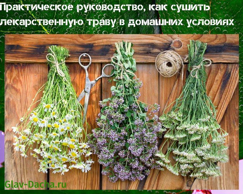 como secar hierba medicinal