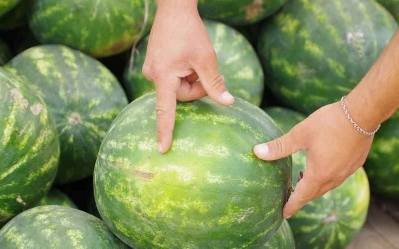 sélection de pastèques de qualité