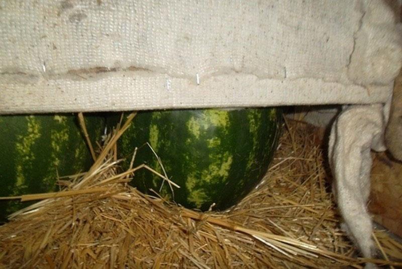 comment garder une pastèque dans de la paille jusqu'au nouvel an