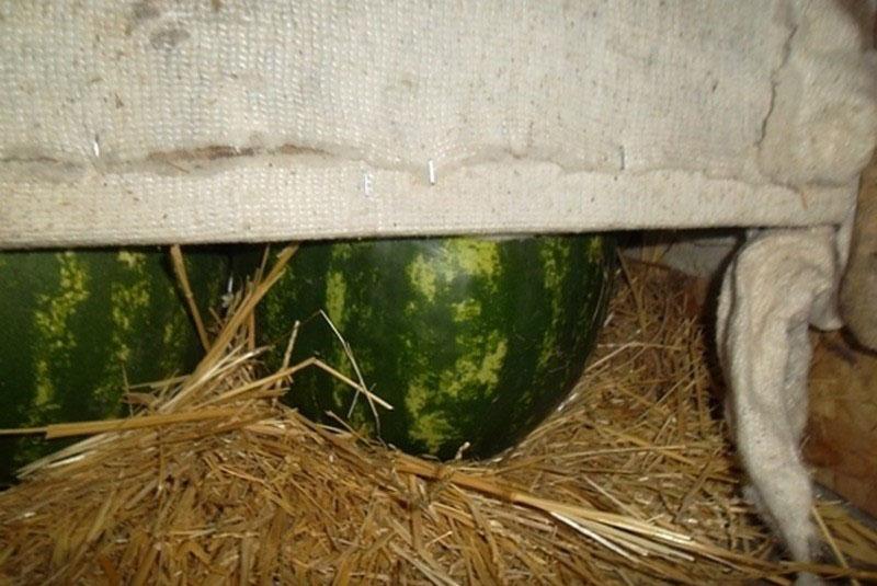 cómo mantener una sandía en una pajita hasta el año nuevo