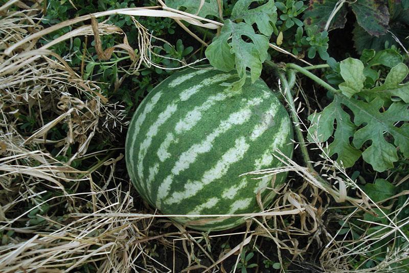 variété rayée
