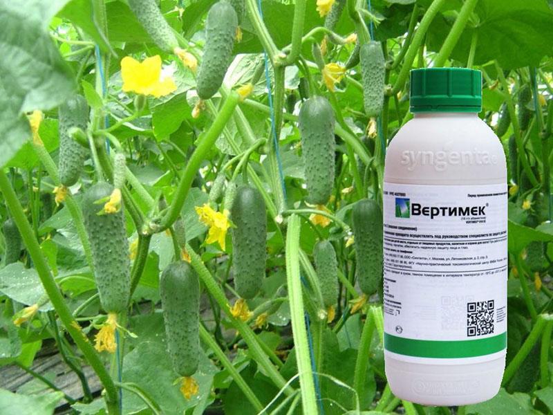 protection des plantes contre les parasites