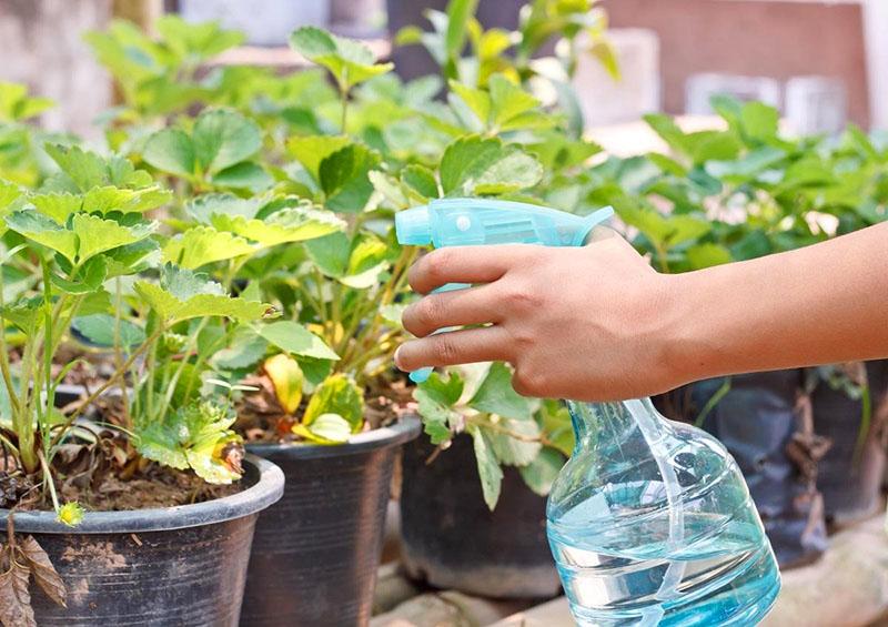 lutte contre les parasites des fraises