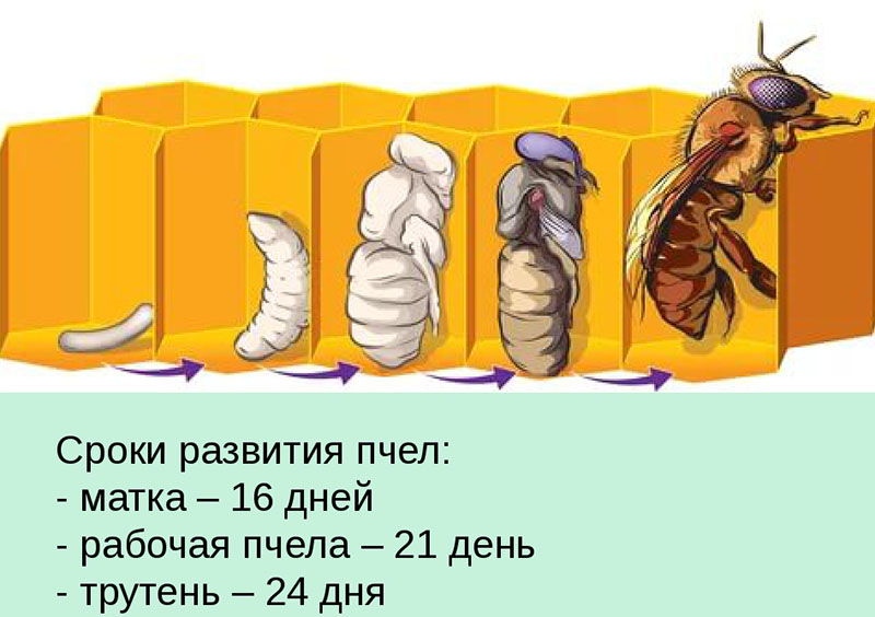 desarrollo de la abeja reina