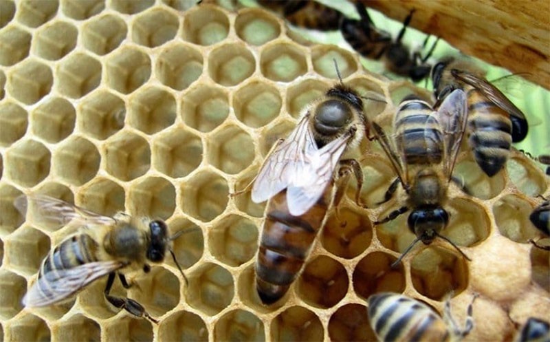 abeja