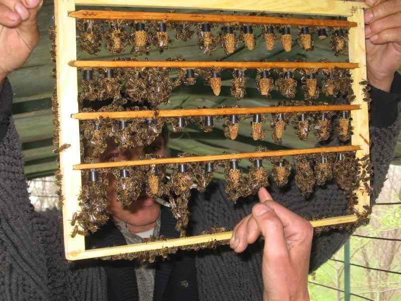 excreción de la abeja reina de forma natural