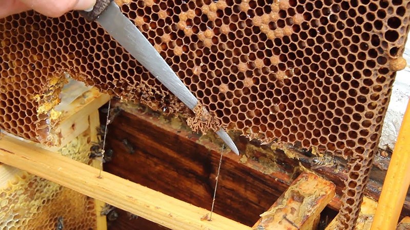 méthode d'urgence pour enlever la reine des abeilles