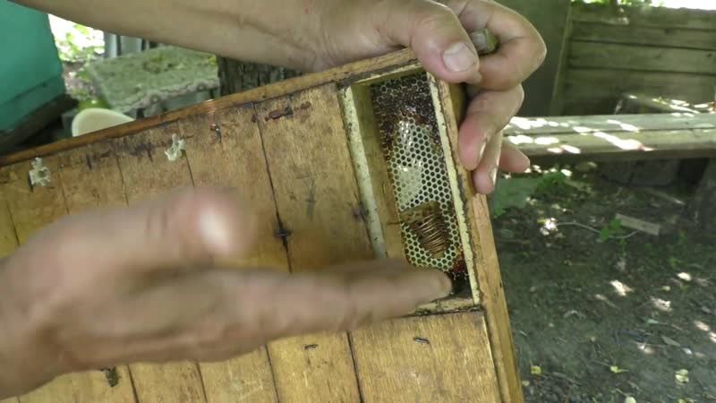 isolateur de reine des abeilles