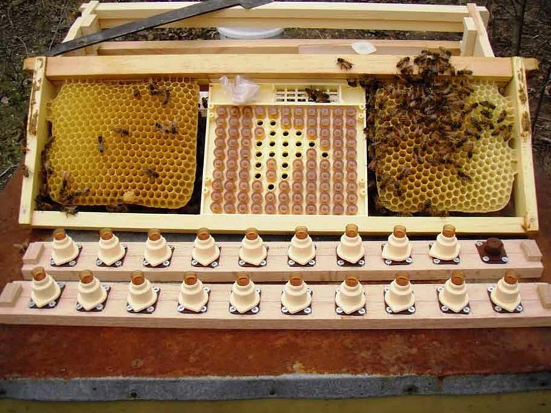 cría de abejas reinas con el sistema Nicot