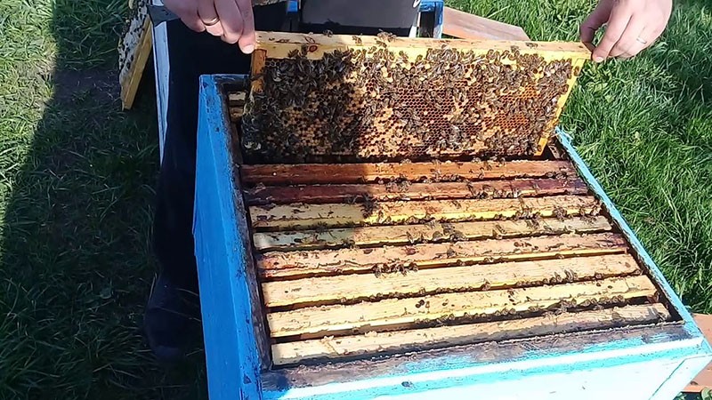 cría de abejas reinas según Kashpovsky