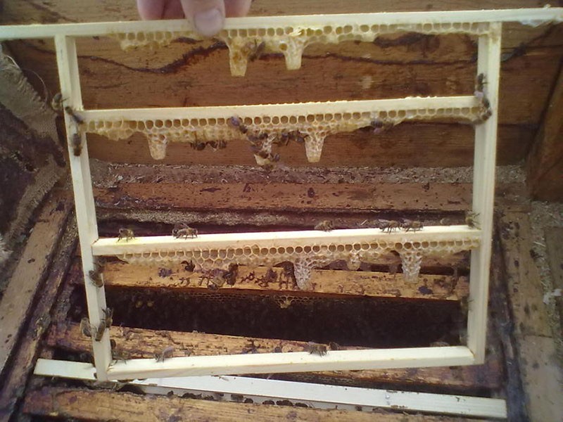 cría de abejas reinas de Cebro