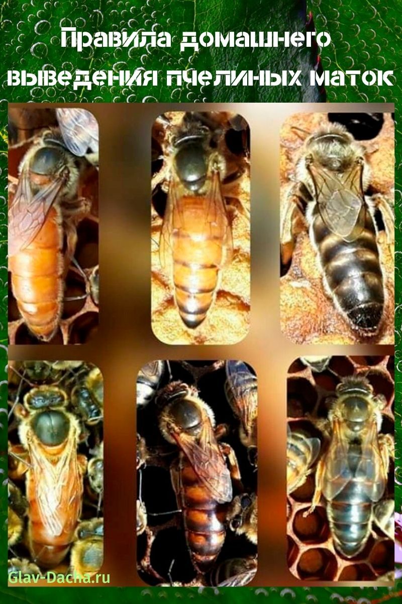 cría de abejas reinas