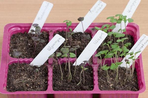 plants de basilic avant la cueillette