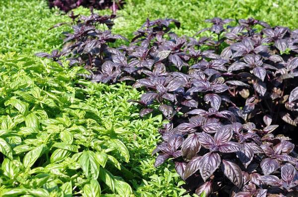 buissons de basilic dans le jardin