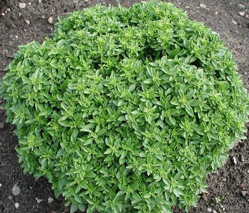 buisson de basilic bien formé