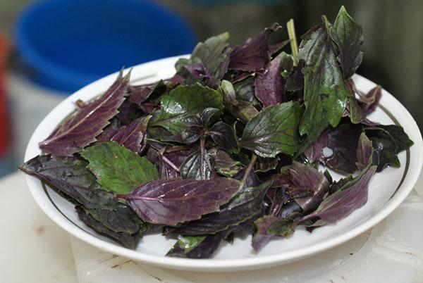 hojas de albahaca