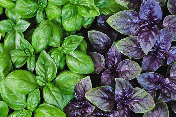 différentes variétés de basilic