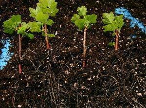 Planter des semis de cassis photo