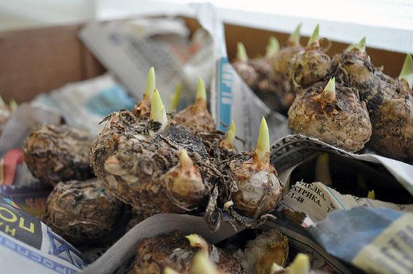 preparación de tubérculos de cala para plantar