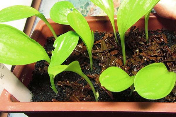 tubérculos de cala germinados