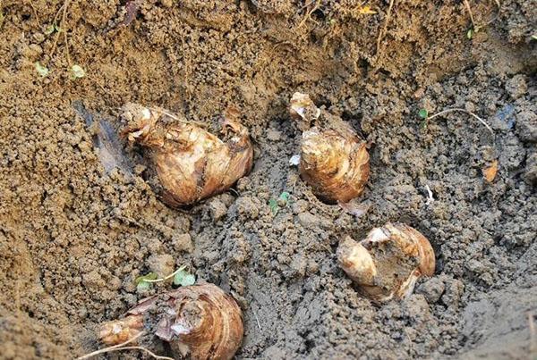 planter des tubercules en pleine terre