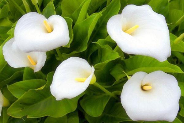 calla hercules
