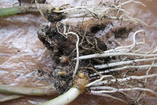 excavación de tubérculos para almacenamiento