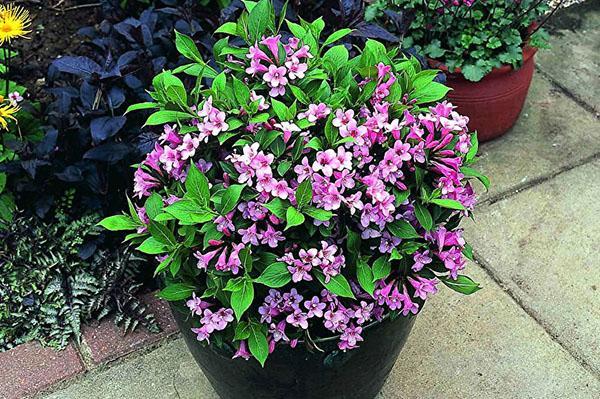 weigela en una olla