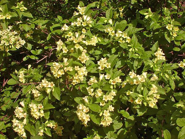 Weigela floreciente en el jardín