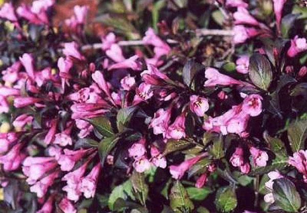 Weigela floreciendo