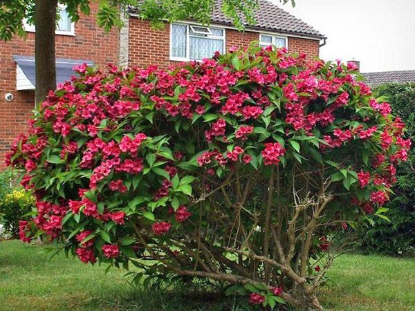 weigela en su cabaña de verano