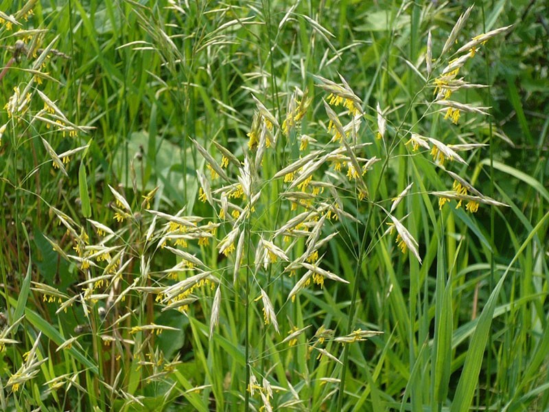 croupion sans arête dans le pré