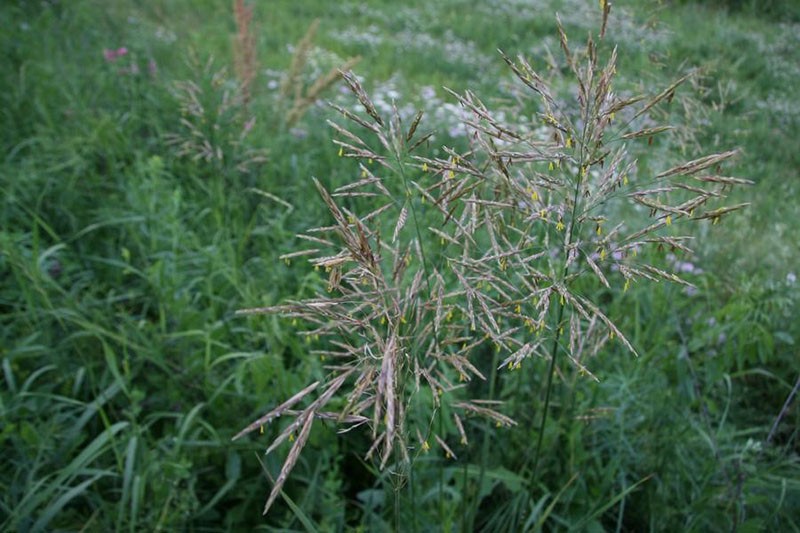 inflorescencias de grupa sin aristas