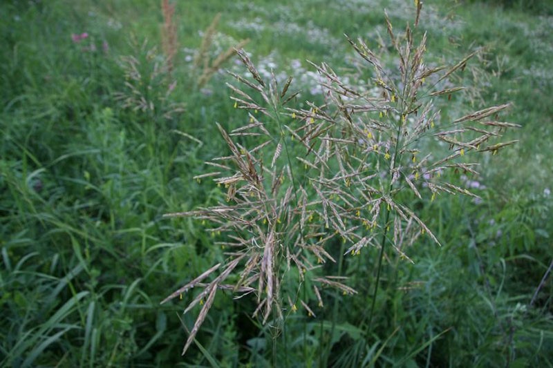 inflorescences du croupion sans arêtes