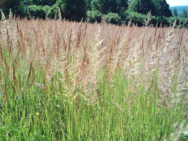 pradera de grupa