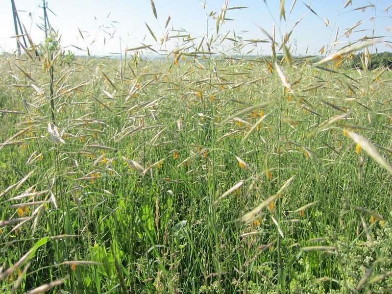 grupa costera