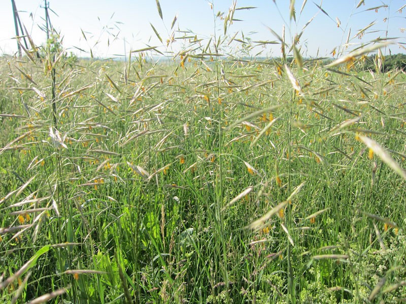 croupion côtière