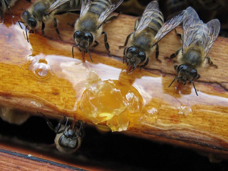 nourrir les abeilles