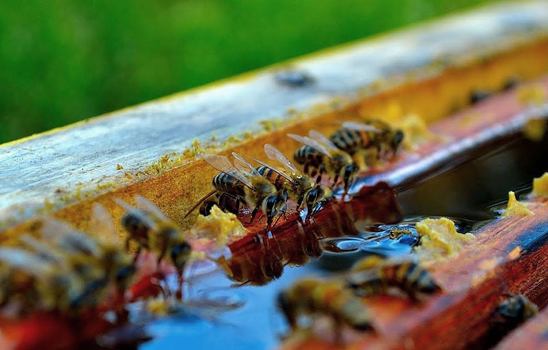 nous renforçons l'immunité des abeilles