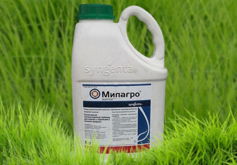 Callisto se combina con herbicida Milagro