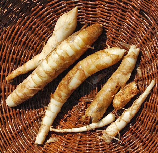 Los nódulos de arrurruz también se pueden utilizar para la propagación de plantas.